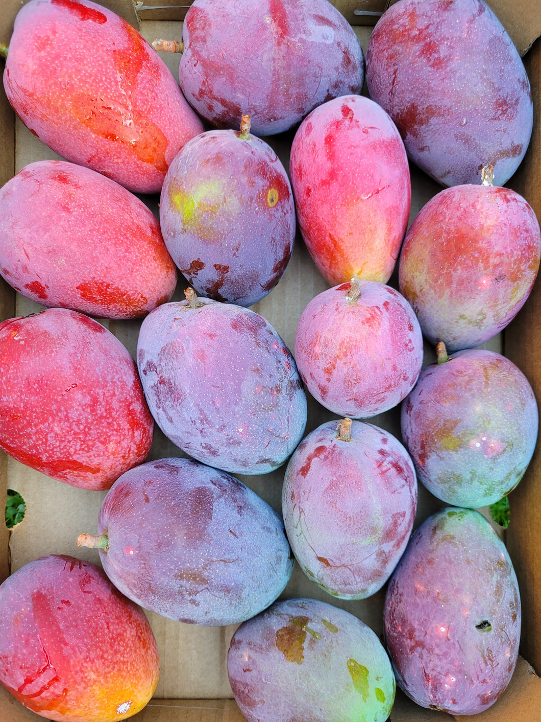 Mango Irwin 1 kg