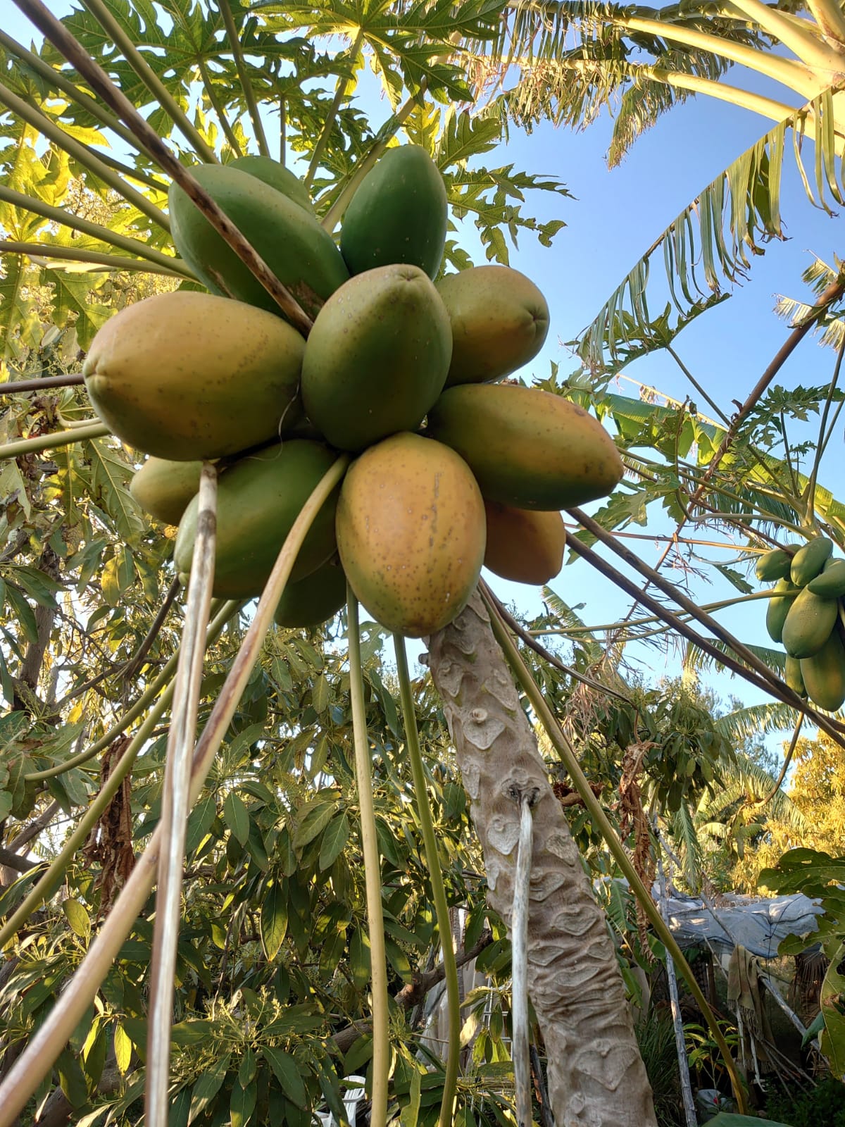 Papayas 1 kg
