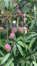 Lade das Bild in den Galerie-Viewer, Mango Irwin 1 kg
