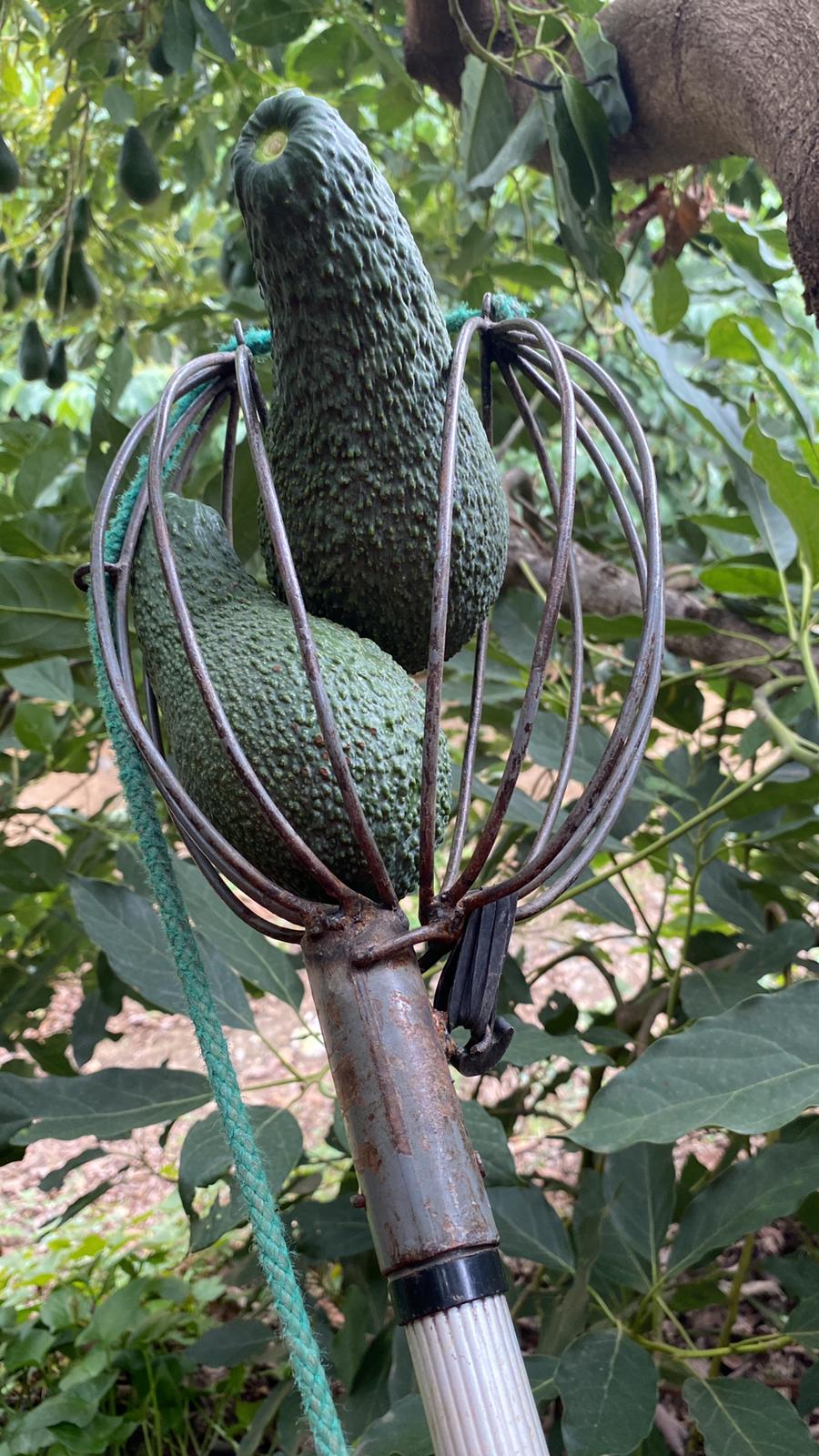 Avocado Pinkerton (3 kg)