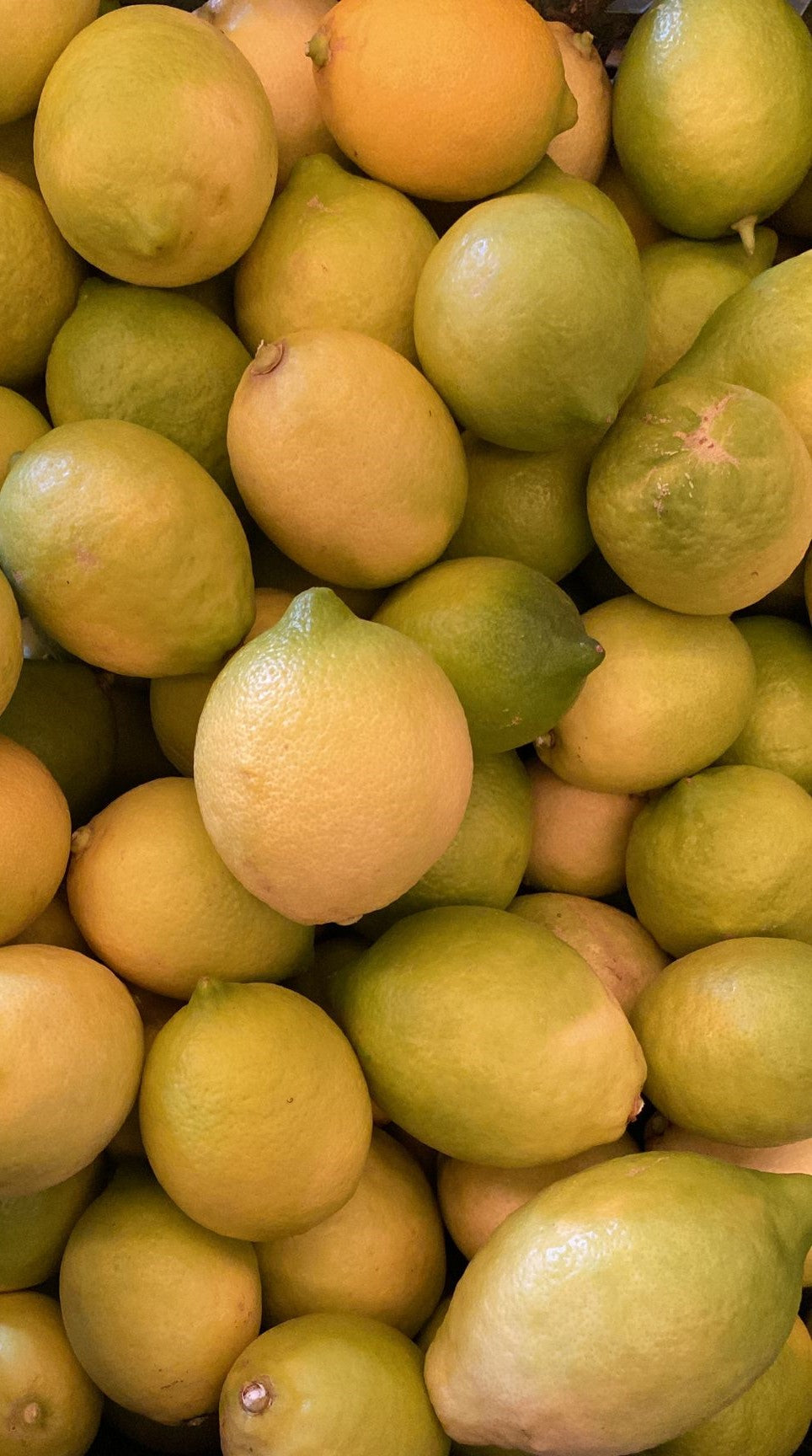 Zitronen 1 kg