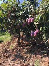 Lade das Bild in den Galerie-Viewer, Mango Osteen 4,5 kg
