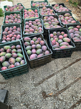 Lade das Bild in den Galerie-Viewer, Mango Osteen 4,5 kg
